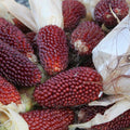 Strawberry Popcorn Corn Seeds 30 Ct NON-GMO Vegetable Garden Seeds Zea mays everta Free Shipping USA