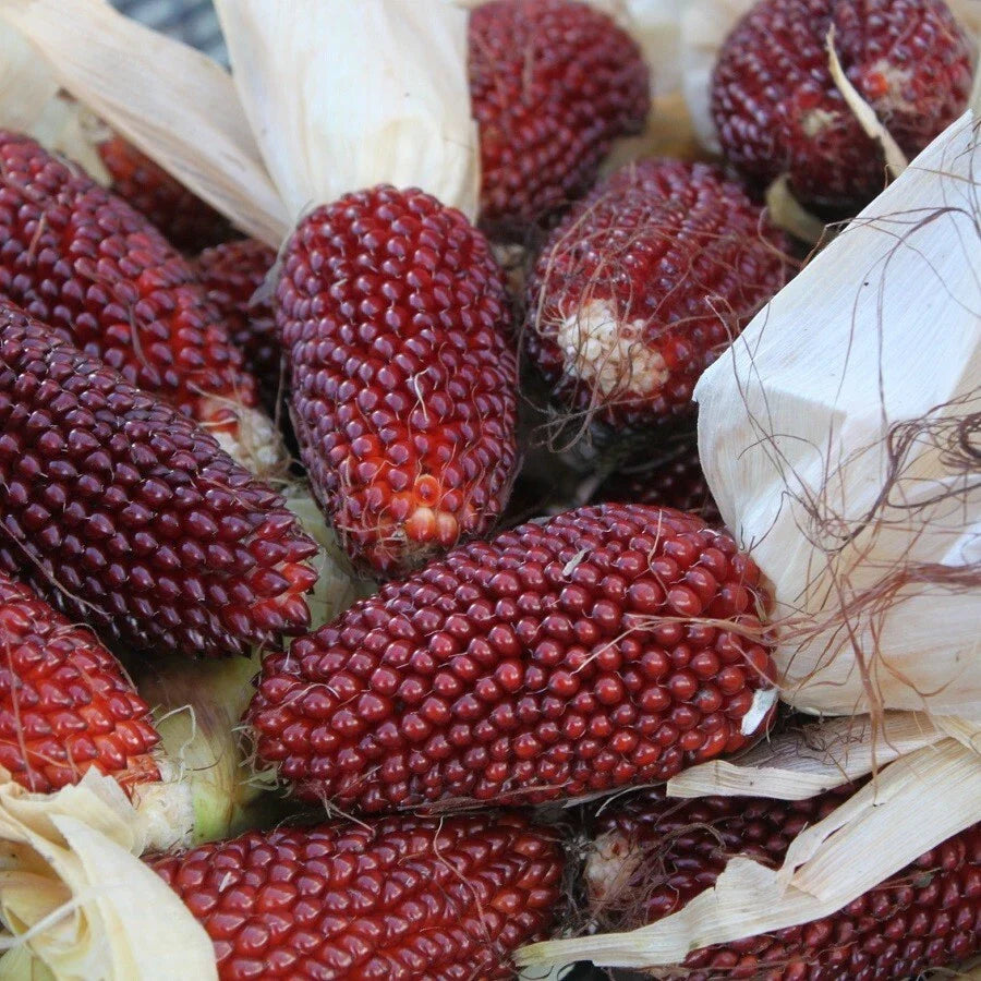Strawberry Popcorn Corn Seeds 30 Ct NON-GMO Vegetable Garden Seeds Zea mays everta Free Shipping USA