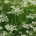 Caraway Seeds 300+ Pack Culinary Herb Seeds Carum carvi Fresh Harvest Gardens USA