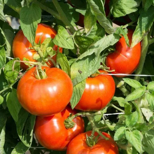 Rutgers Tomato Seeds 50 Ct Heirloom Non-GMO Vegetable Seeds (Determinate) - Lycopersicon esculentum