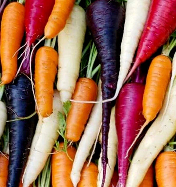 Rainbow Carrot Seeds Mix - 1000+ Seeds, Purple, Orange, White, Yellow, Red - Daucus carota Varieties for Vegetable Garden