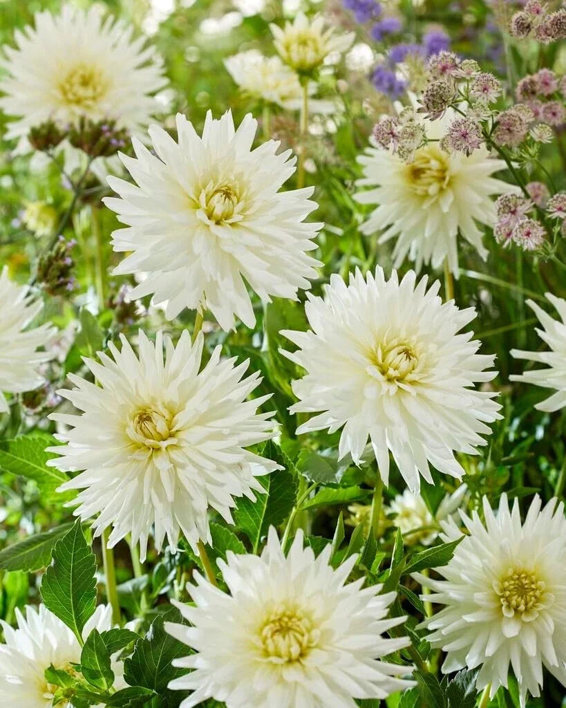 Dahlia Tubers for Planting, My Love Variety, Premium Quality, Dahlia pinnata