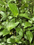 Rooted Green Wandering Jew Plant - Tradescantia Fluminensis - Indoor Houseplant for Easy Care and Decoration