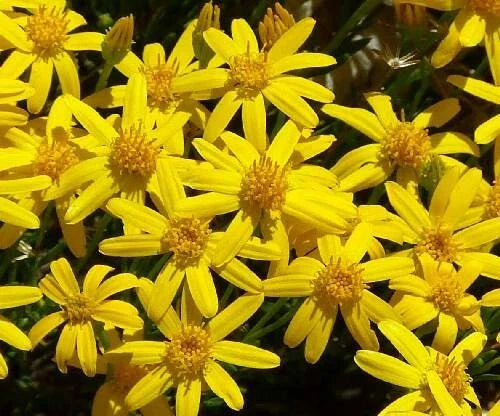 Damianita Seeds - 200 Chrysactinia Mexicana Daisy Seeds for Garden - Drought Tolerant Perennial Plant