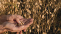 Garbanzo Bean Seeds for Planting - Organic Chickpea Seeds, Cicer arietinum - Ideal for Home Garden Hummus Production