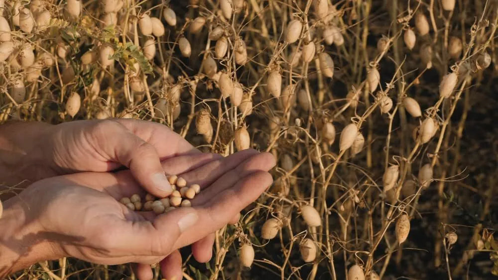 Garbanzo Bean Seeds for Planting - Organic Chickpea Seeds, Cicer arietinum - Ideal for Home Garden Hummus Production