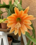 Epiphyllum Cuttings - King Midas Orchid Cactus - Golden Orange