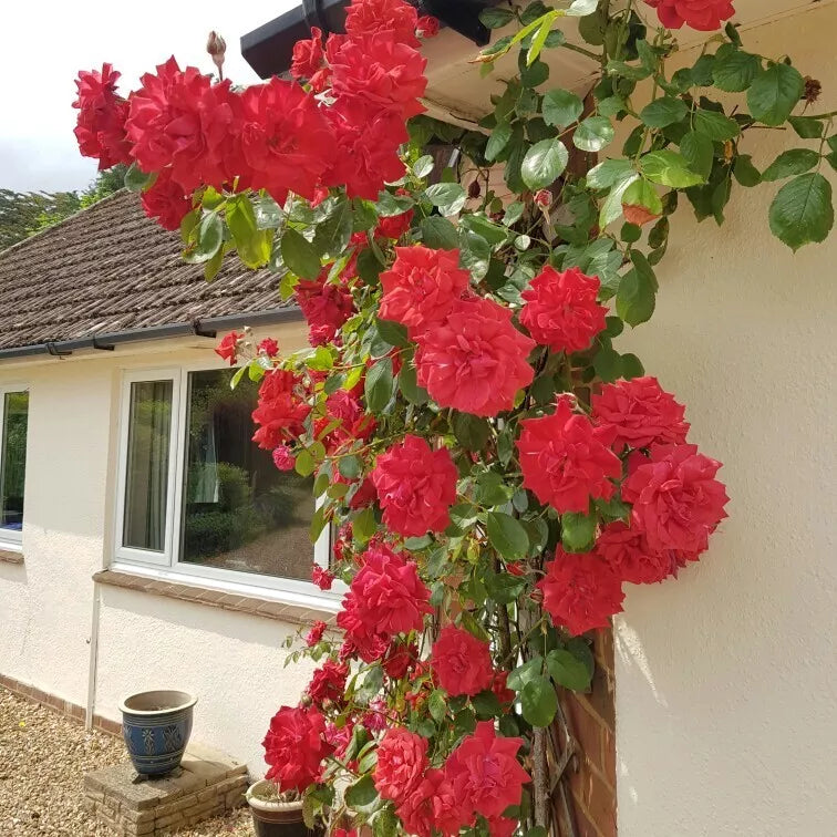 Prince's Trust Rose Cuttings - 4 Live Cuttings of English Legend Climbing Rose Plant (Rosa 'English Legend')