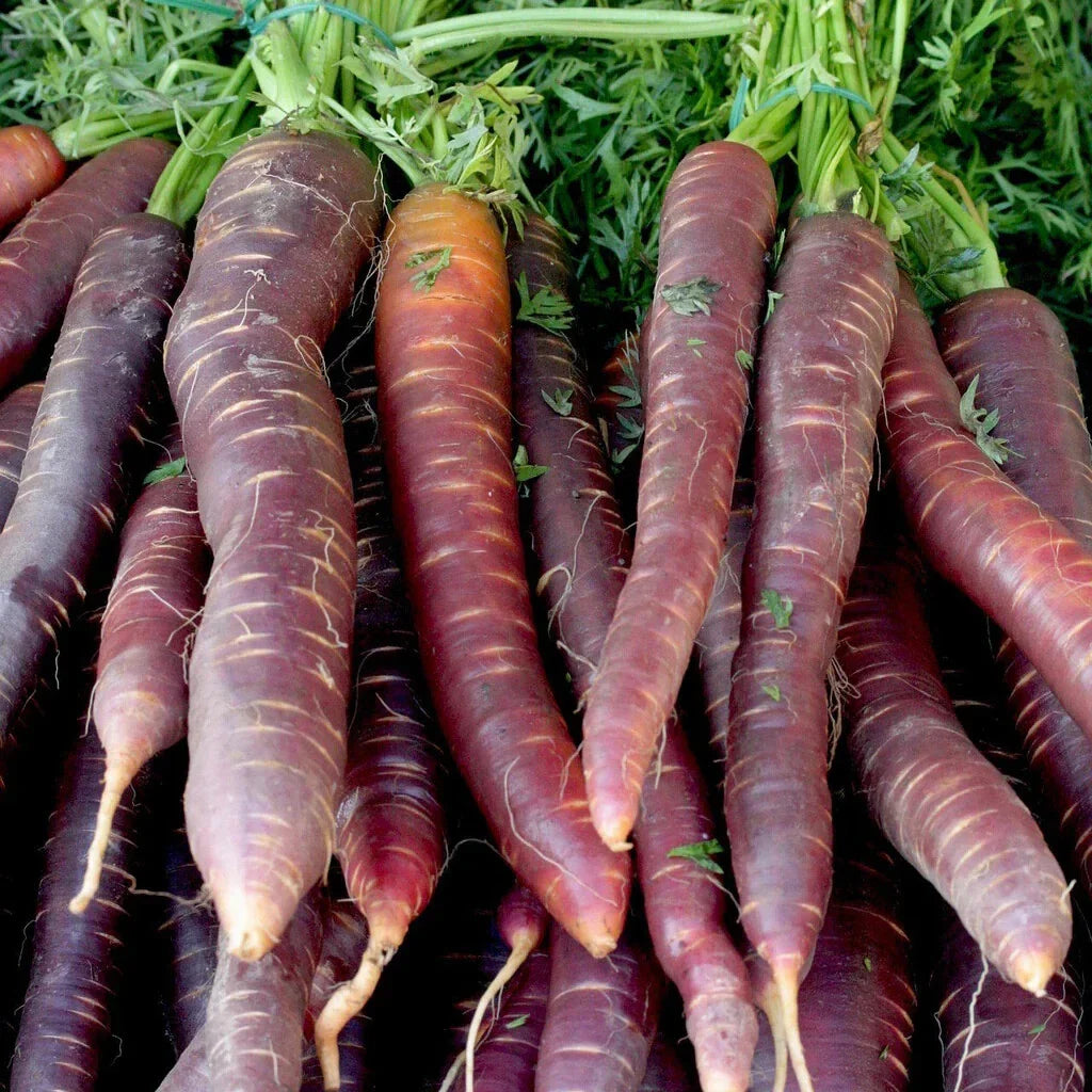 Cosmic Purple Carrot Seeds - 1000+ Seeds for Garden Planting - Daucus carota - USA Grown, Non-GMO, Heirloom Variety