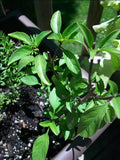 Licorice Basil Seeds Bulk - 1000 Gourmet Culinary Seeds - Ocimum basilicum var. basilicum