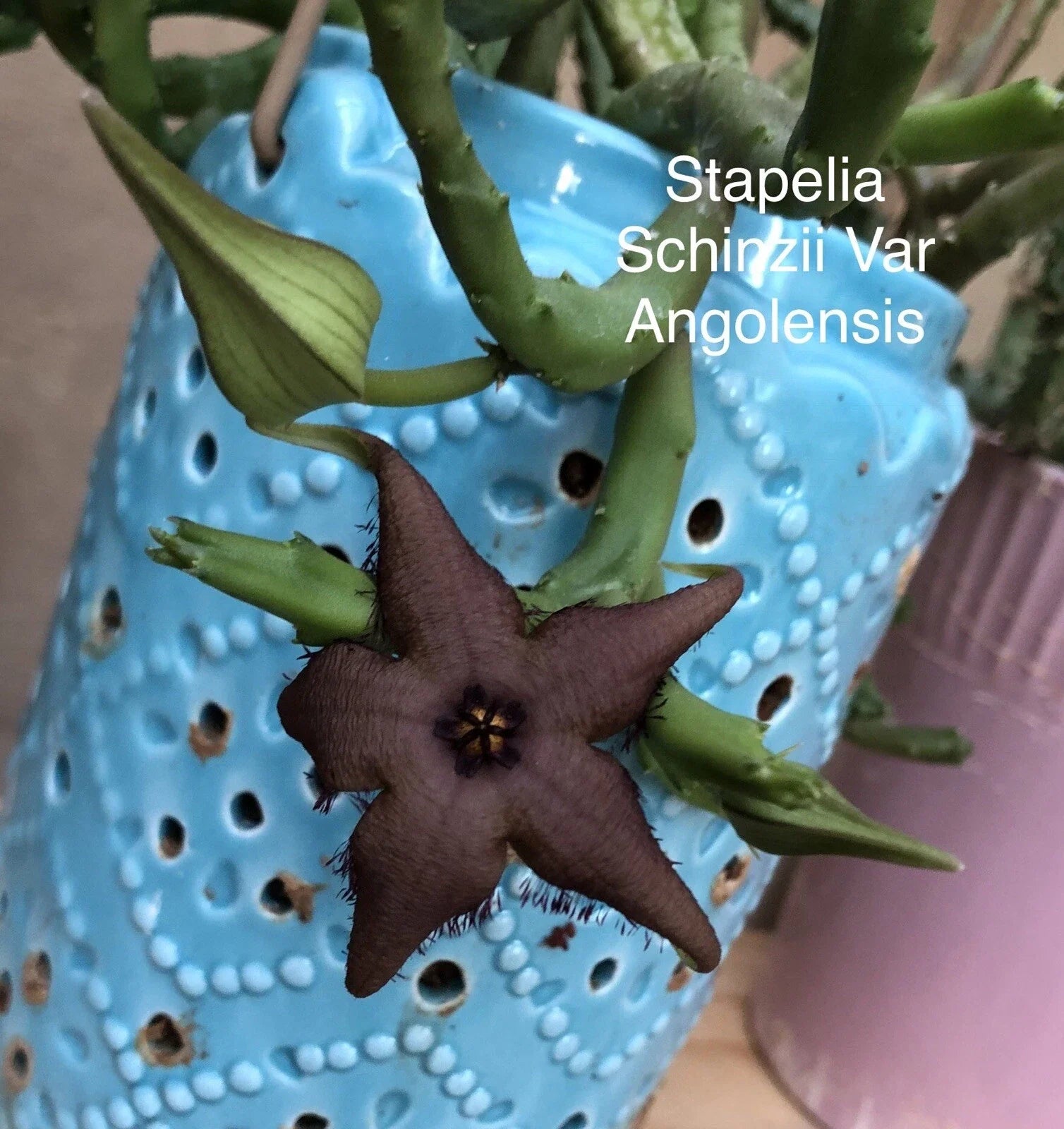 Rooted Stapelia Schinzii Plant | Orbea Huernia Succulent Cactus | Unique Starfish Flower