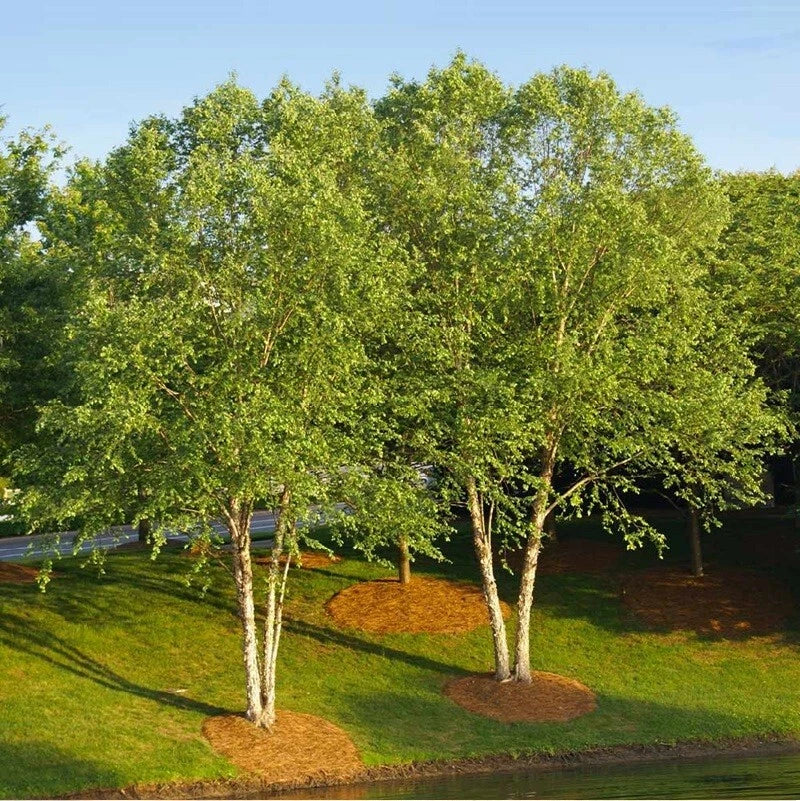 Live River Birch Tree Plant 10"-40" Tall Betula Nigra Well Rooted 1-5 Years Old