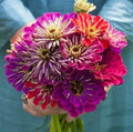 Zinnia Seeds for Planting - Meteor Shower Mix (100 Seeds) - Colorful Annual Flower Seeds - Zinnia elegans