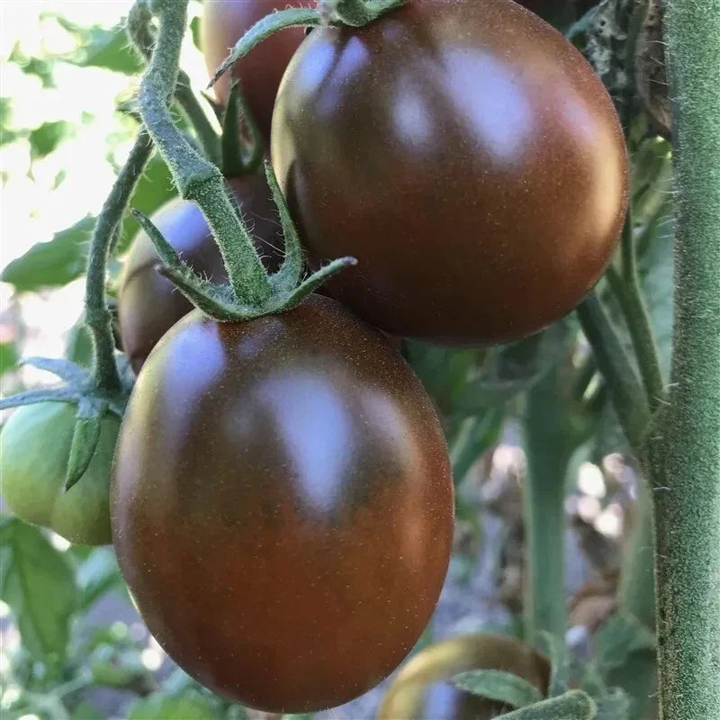 Black Prince Tomato Seeds - 30+ Heirloom Organic Non-GMO - Rare Variety for Home Garden - Solanum lycopersicum