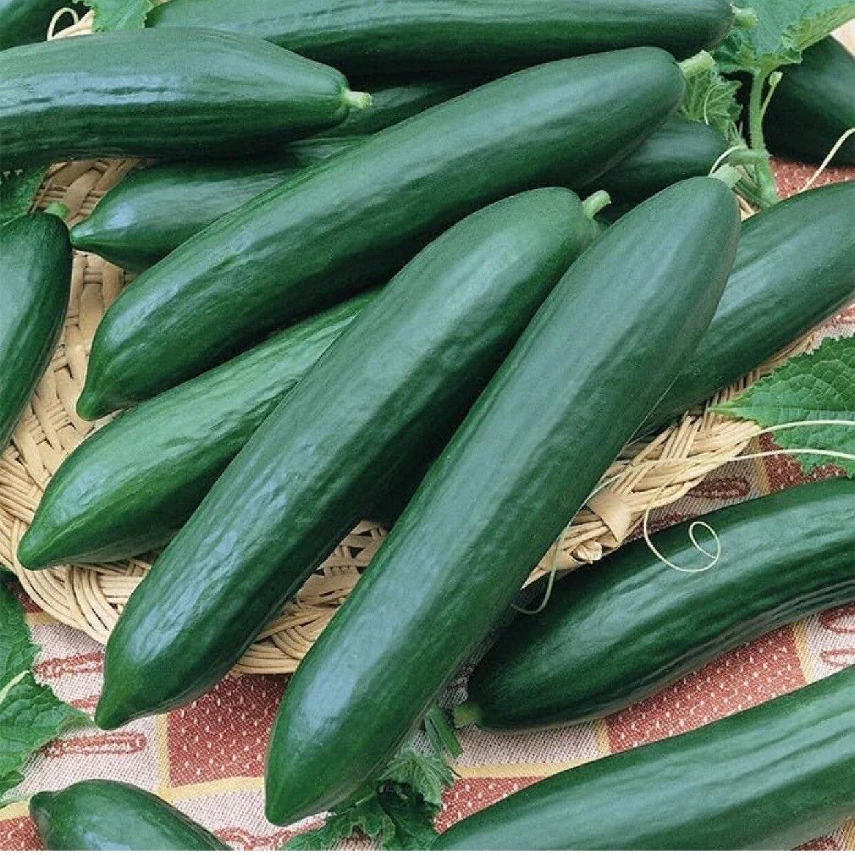 Heirloom Cucumber Seeds - Long Green Improved, Organic, 35+ Seeds, USA, Free Shipping