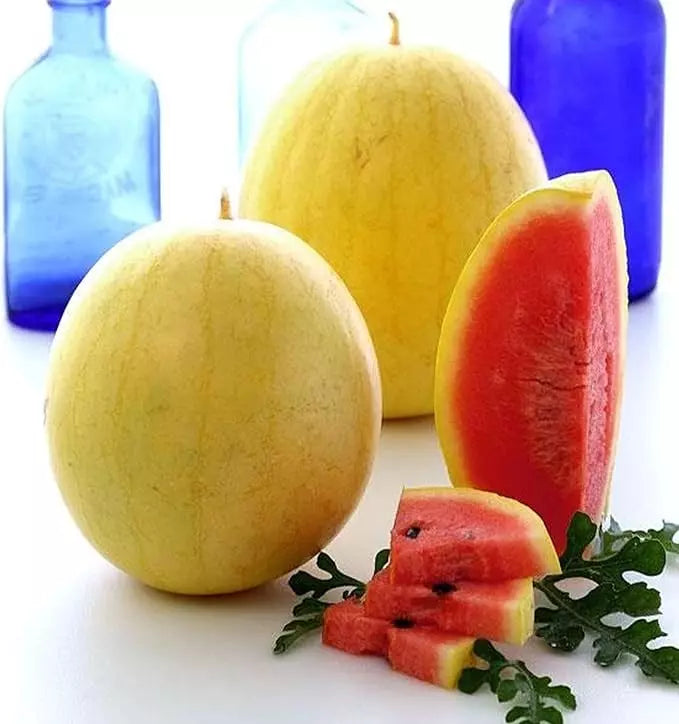 Golden Midget Watermelon Seeds - 24 Heirloom Non-GMO Organic Seeds - Citrullus lanatus