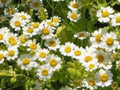 Feverfew Seeds, 100 Seeds, Medicinal Herb, Perennial, Chrysanthemum Parthenium