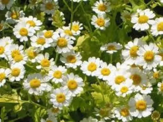 Feverfew Seeds, 100 Seeds, Medicinal Herb, Perennial, Chrysanthemum Parthenium