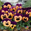 Pansy Seeds - 200+ Inspire Purple and Orange Variety - Viola