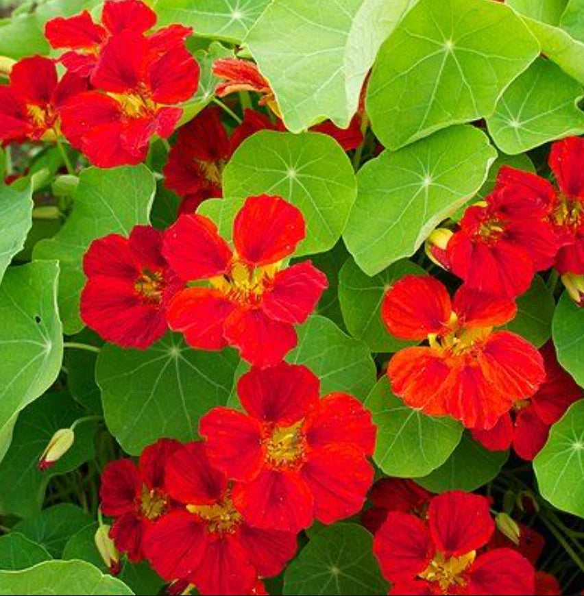 Nasturtium Seeds 20 Count Globe of Fire Red Scarlet Edible Fragrant Non-GMO