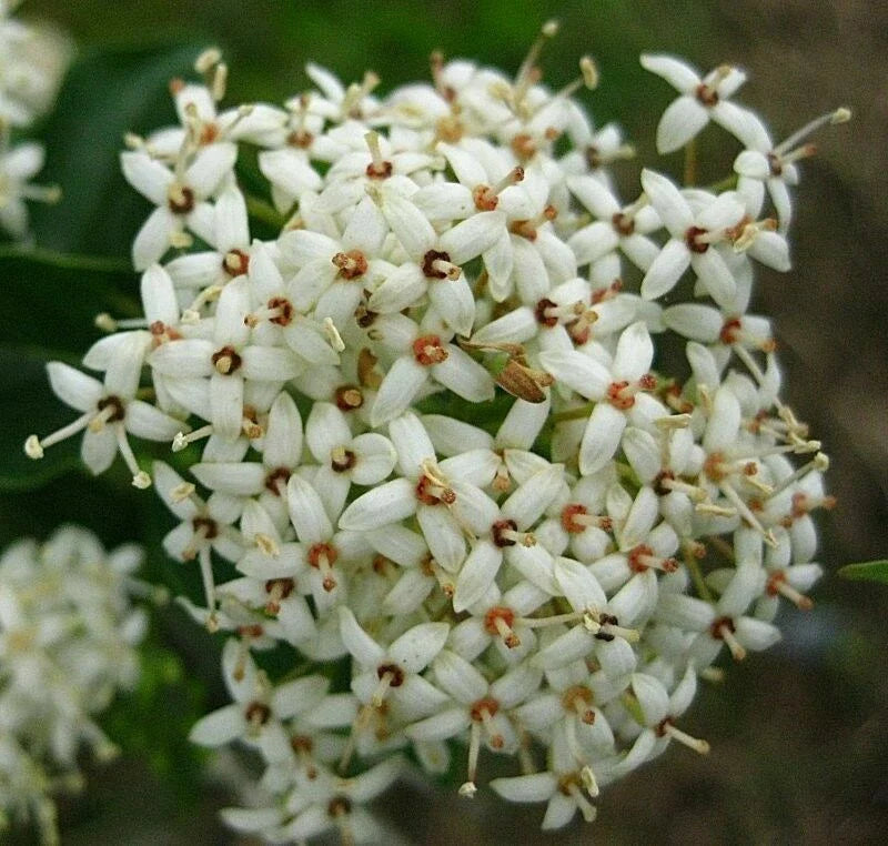 Rough Leaf Dogwood Live Plant 12-24 Inches Flowering Shrub Cornus drummondii