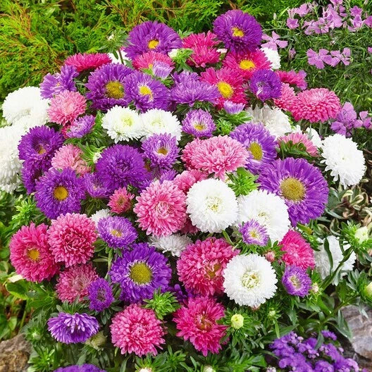 Dwarf Aster Seeds Mix - Colour Carpet Low Grow Double Compact Non-GMO - 200 Seeds, Aster spp.