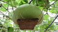 Giant Round Gourd Seeds | Calabash Gourd | Non-GMO Organic, High Yield | Lagenaria siceraria