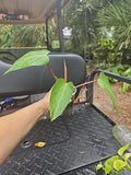 Rooted Top Cutting Philodendron Red Emerald Live Plant - Philodendron erubescens