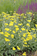 Yarrow Live Starter Plant - Moonshine Variety - Achillea millefolium - Free Shipping Available