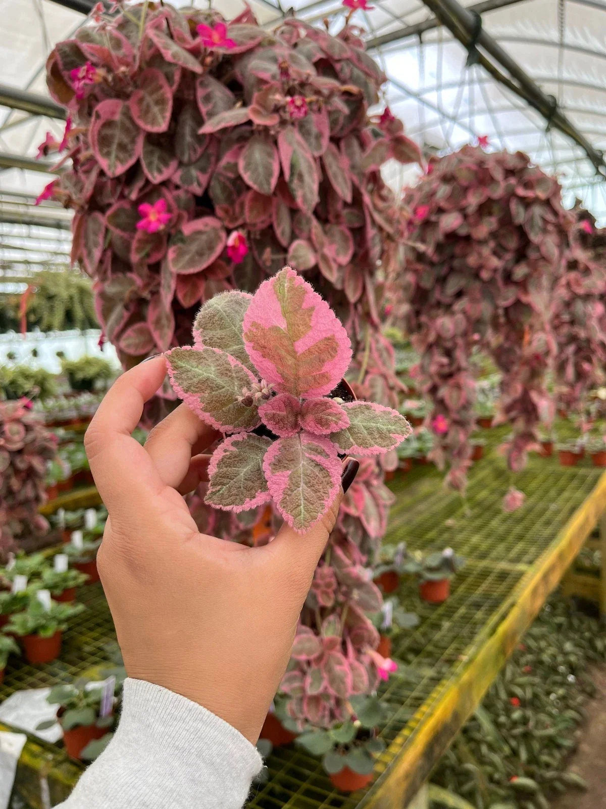 Pink Brocade Flame Violet Plant - 4” Pot - Episcia - Easy Indoor Plant - Vibrant Color