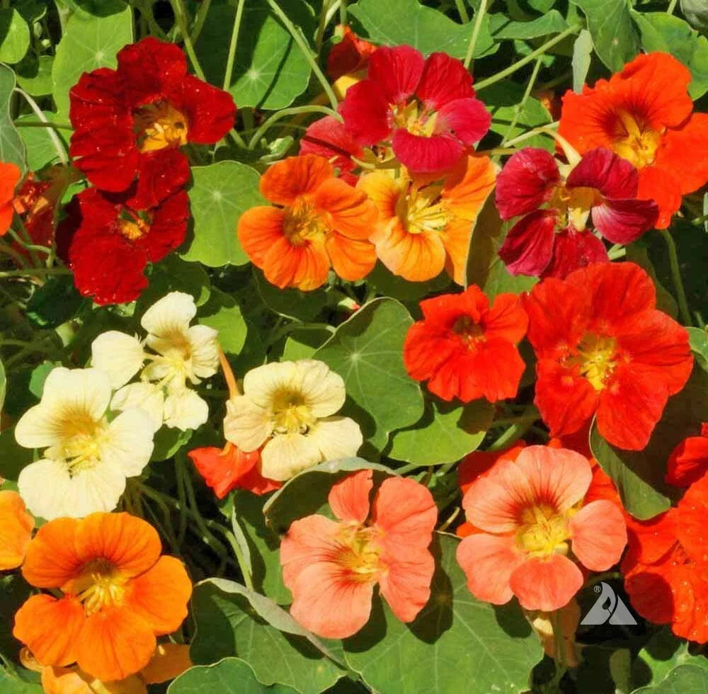 Nasturtium Seeds - TIP TOP Mix Dwarf Vine - Edible Red Orange Tubular - Non-GMO - 25 Seeds