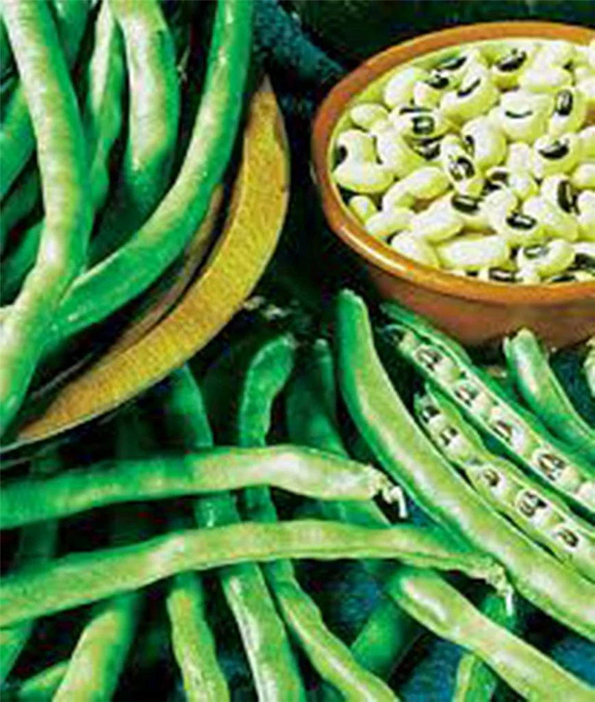 California Black Eye Pea Seeds, Heirloom Non-GMO, 100 Seeds, Edible Legume, Vigna unguiculata