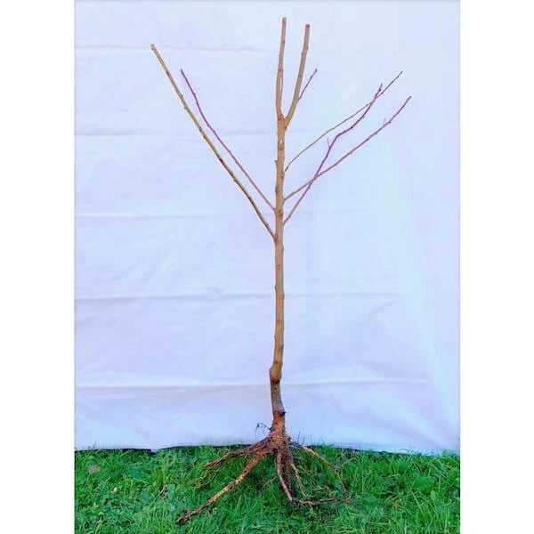 Dwarf Moorpark Apricot Tree – 3–4 ft. Bare Root, 2-Year-Old Fruit Tree, Sweet Heirloom Apricots, Cold Hardy, Self-Pollinating