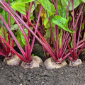 Detroit Dark Red Beet Seeds - Ruby Red Variety for 2025 Planting - Beta vulgaris