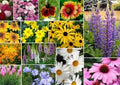 Mixed Wildflower Seeds - 200 Pack - Fresh Assorted Varieties - Non-GMO Wildflower Seed Mix for Garden Planting