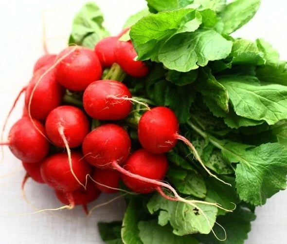 German Giant Radish Seeds - 250+ Open Pollinated Non-GMO Seeds - Ideal for Home Gardens - Raphanus sativus