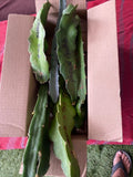 Dragon Fruit Cuttings 8-12 inches Hylocereus spp. | Fresh Fruit Plant Cuttings for Home Garden or Indoor Growing