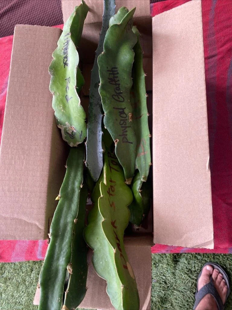 Dragon Fruit Cuttings 8-12 inches Hylocereus spp. | Fresh Fruit Plant Cuttings for Home Garden or Indoor Growing