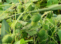 Wild Cucumber Seeds - Fruiting Vine - Cucumis dipsaceus - 10 Seeds - Garden Starter - Organic Gardening