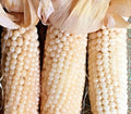 Organic White Japanese HULLESS POPCORN Seeds - 100+ Non-GMO Vegetable Seeds for Summer Fall Gardening - Zea mays everta