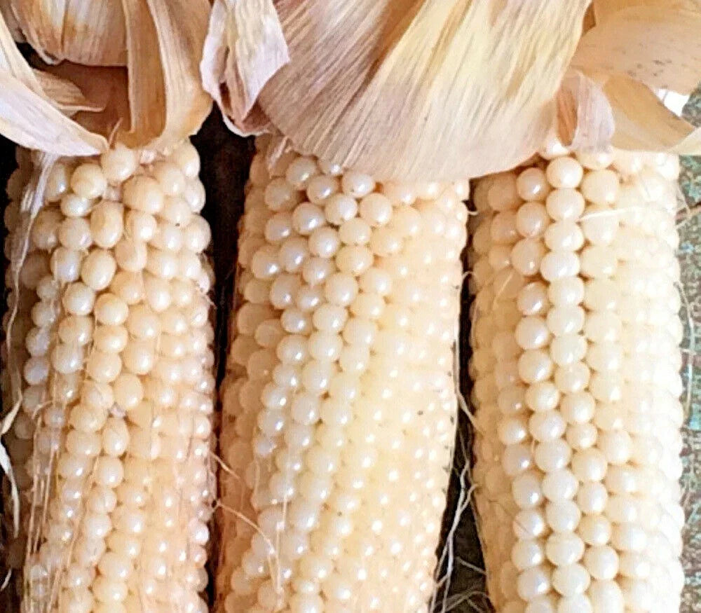 Organic White Japanese HULLESS POPCORN Seeds - 100+ Non-GMO Vegetable Seeds for Summer Fall Gardening - Zea mays everta