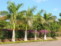 Royal Palm Seeds - 10 Count - Roystonea regia - Tropical Plant Seeds for Landscaping and Gardening
