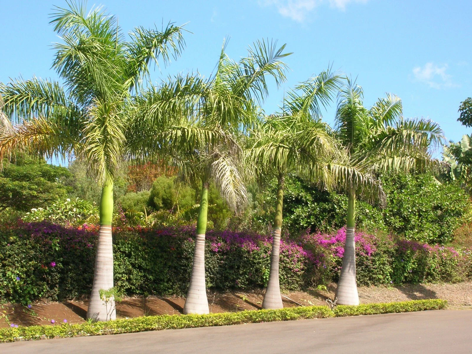 Royal Palm Seeds - 10 Count - Roystonea regia - Tropical Plant Seeds for Landscaping and Gardening