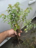 Florida Red Maple Tree Seedlings 8"-15" Live Plants, Acer Rubrum, Vibrant Red Foliage, Ideal for Landscaping