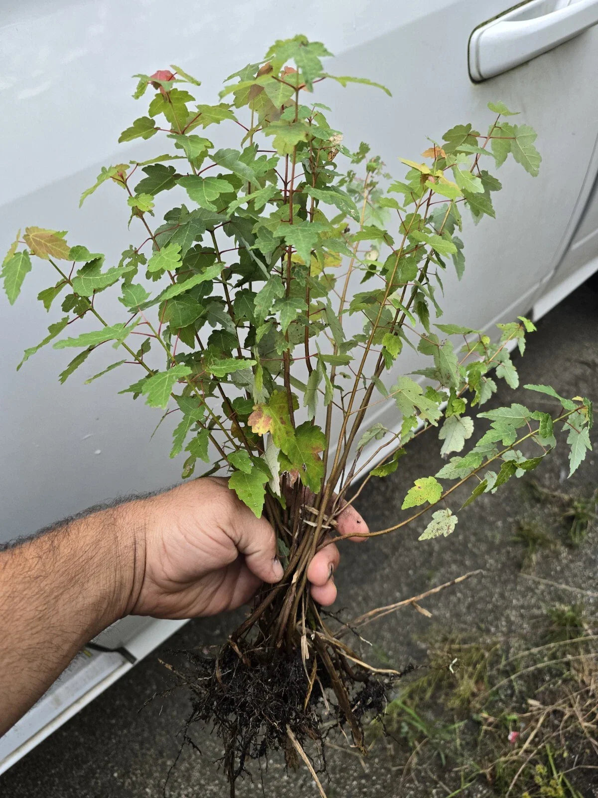 Florida Red Maple Tree Seedlings 8"-15" Live Plants, Acer Rubrum, Vibrant Red Foliage, Ideal for Landscaping