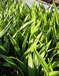 Washingtonia Hybrid Filifera/Robusta Fan Palm Plants, 1.5+ Years Old, Rare 5-Pack, Ideal for Landscaping and Indoor Decor