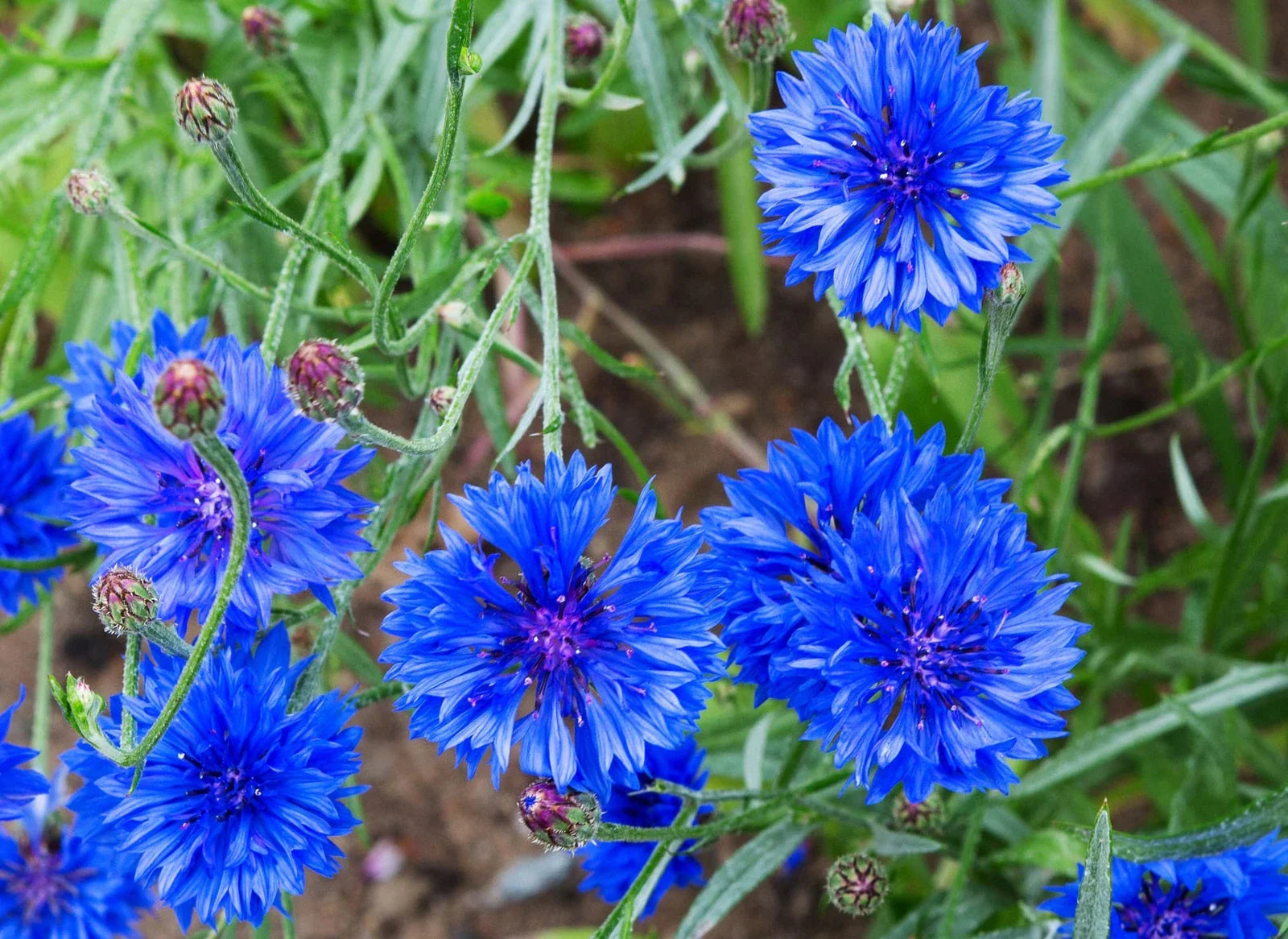 Dwarf Bachelor Button Seeds - 200 Heirloom Non-GMO Seeds for Planting - Centaurea cyanus - USA Grown
