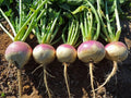Turnip Seeds - Purple Top White Globe Variety - Fresh Non-GMO Turnip Seed (Brassica rapa)
