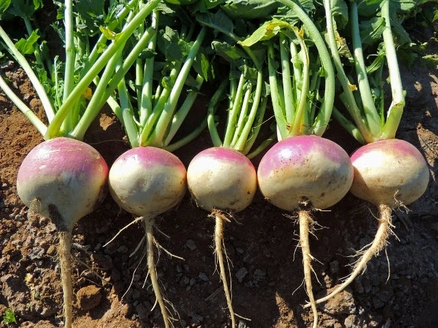 Turnip Seeds - Purple Top White Globe Variety - Fresh Non-GMO Turnip Seed (Brassica rapa)