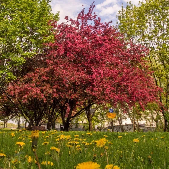Crabapple Tree Seeds, 10 Seeds, Ornamental Perennial, Malus sylvestris, Fruit-Bearing Garden Plant